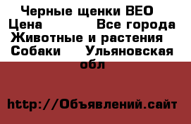 Черные щенки ВЕО › Цена ­ 5 000 - Все города Животные и растения » Собаки   . Ульяновская обл.